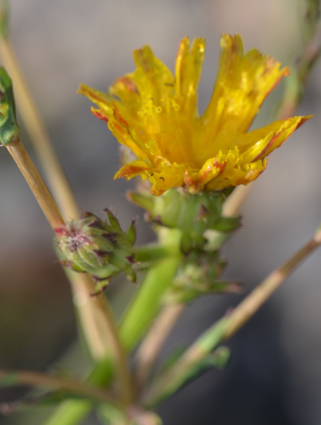 Lactuca cfr. saligna